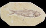 Detailed Knightia Fossil Fish - Wyoming #42368-1